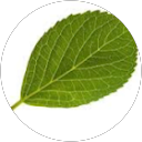 Кира Листик