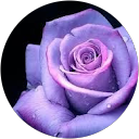 Татьяна Голик