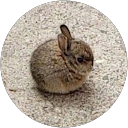 Тимур Бушер